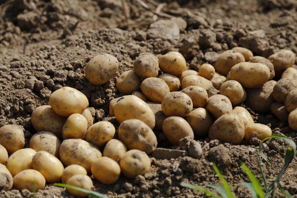 potato-983788_1920.jpg
